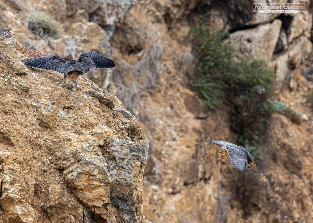 juvenile peregrine falcon (left) landing while adult female (right) takes off