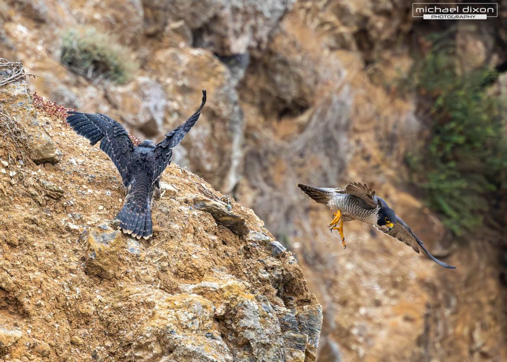 juvenile peregrine falcon (left) landing while adult female (right) takes off