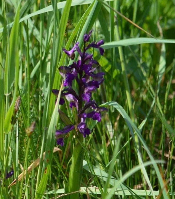 Auf einer feuchten Wiese stechen sie sofort ins Auge, die wunderschön violetten Blütenstände des Knabenkrauts .