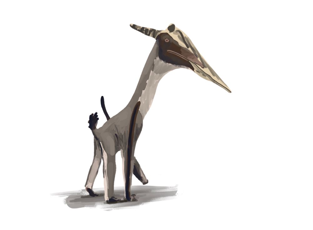 A quick sketch of the late Cretaceous azhdarchid pterosaur Zhejiangopterus linhaiensis