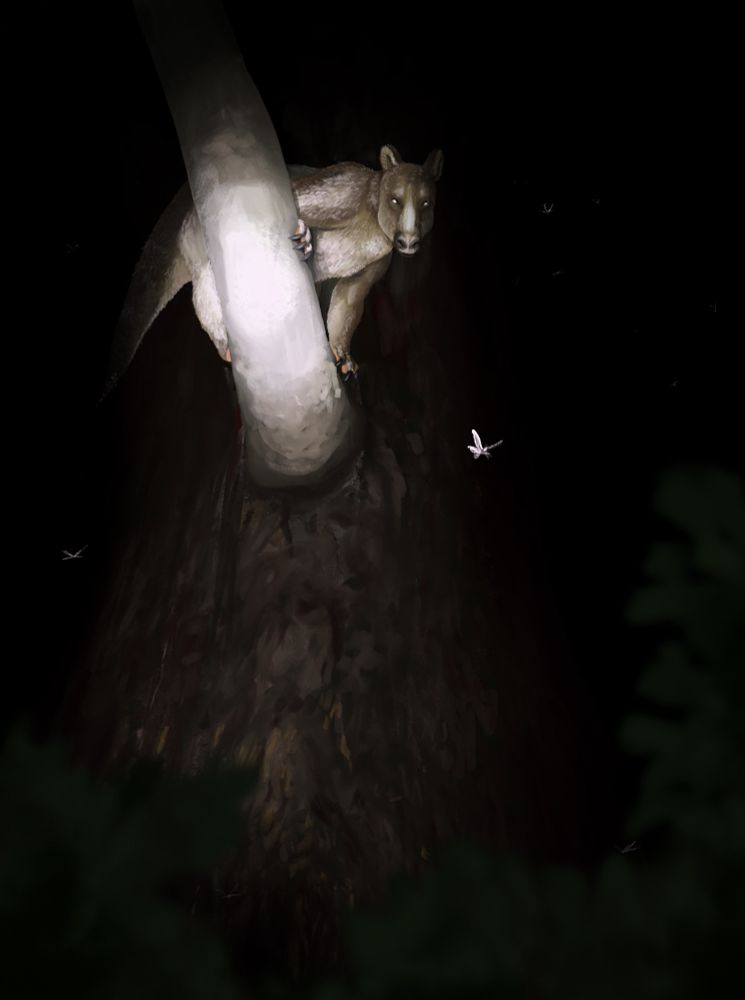 A lone Diplobune minor peers down from the canopy, its slumber disturbed by a light shining from the ground below. Around it flutter a swarm of moths and other nocturnal insects, gathering in the new light source.
