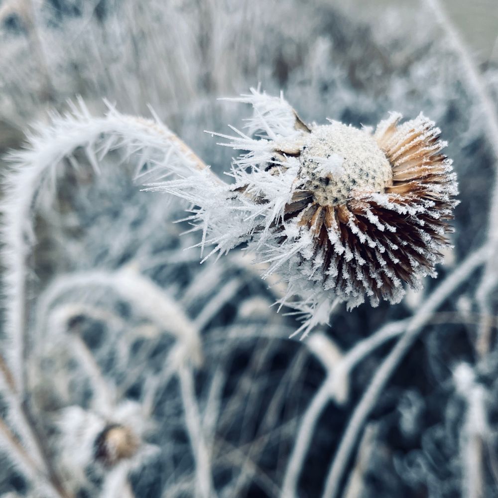 Frosty sunflower