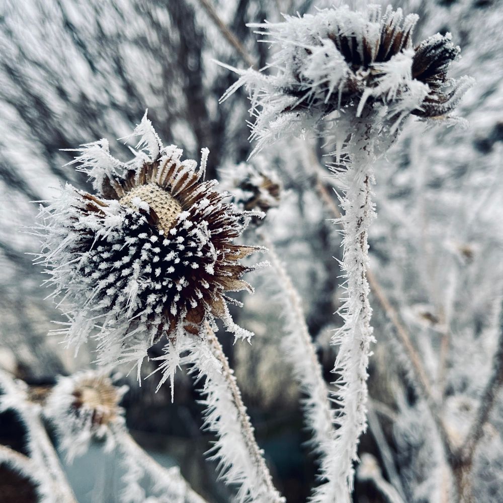 Frosty sunflower