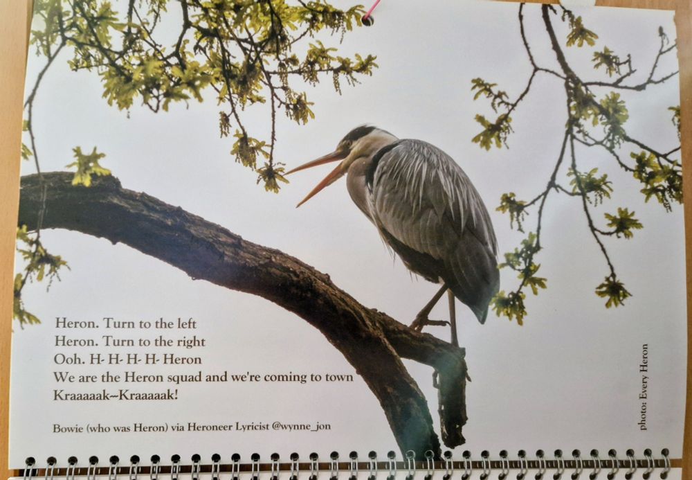 Heroneers Calendar

Heron. Turn to the left

Heron. Turn to the right

Ooh. H- H- H- H- Heron

We are the Heron squad and we're coming to town

Kraaaaak-Kraaaaak!

Bowie (who was Heron) via Heroneer Lyricist @wynne_jon. 