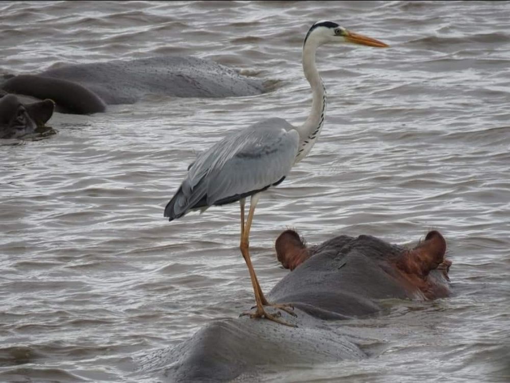 Grey Heron surfs a Hippo