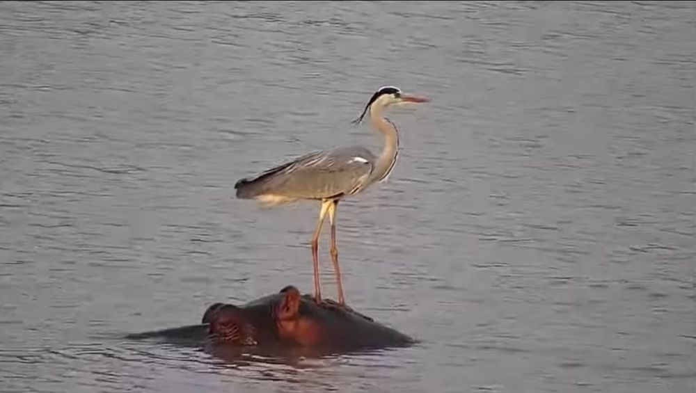 Heron rides a Hippo 
