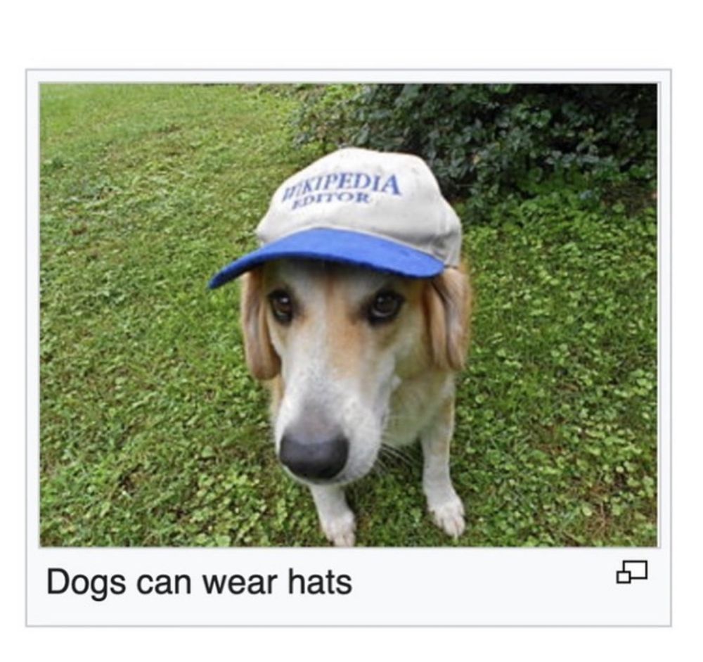 screenshot of a photo on Wikipedia of a dog wearing a hat that says "wikipedia editor" and the description says "dogs can wear hats"