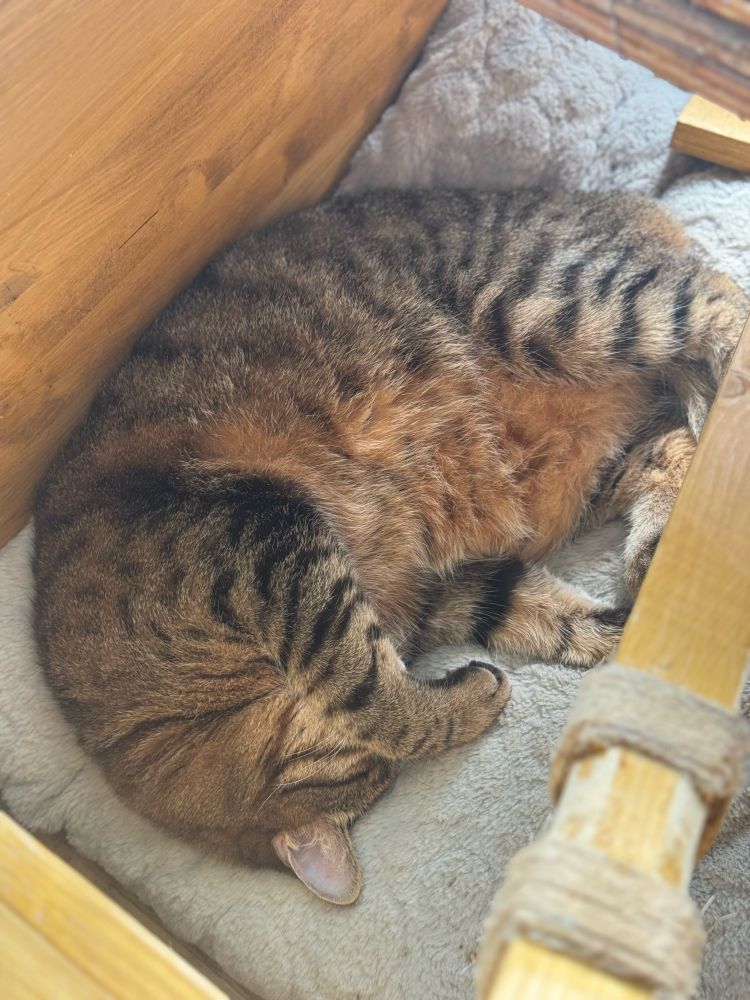 Mon chat (Doudou) qui fait dodo dans le bateau Minecraft que j’ai construit.