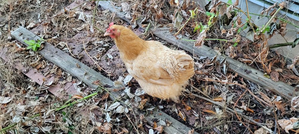 A light-brown chicken on top of a decaying segment of picket fence on the ground. 