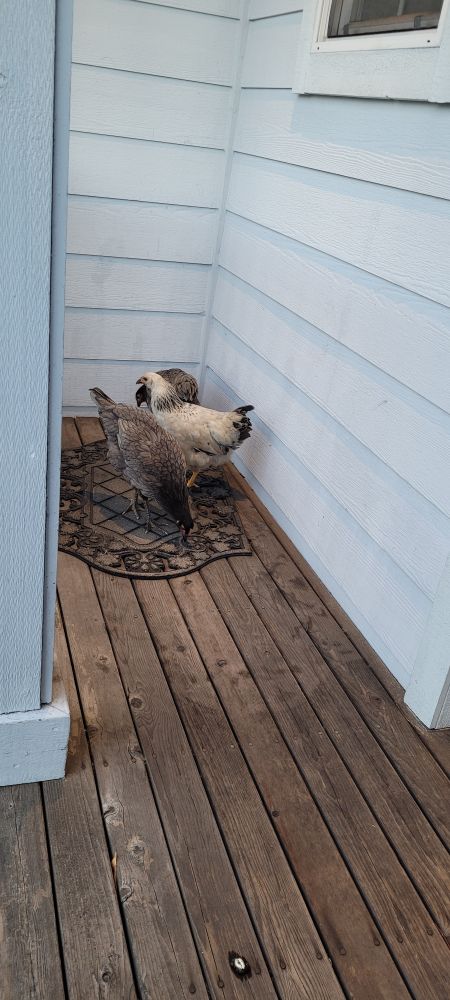 Chickens, two gray and one white, huddle on our front porch. 