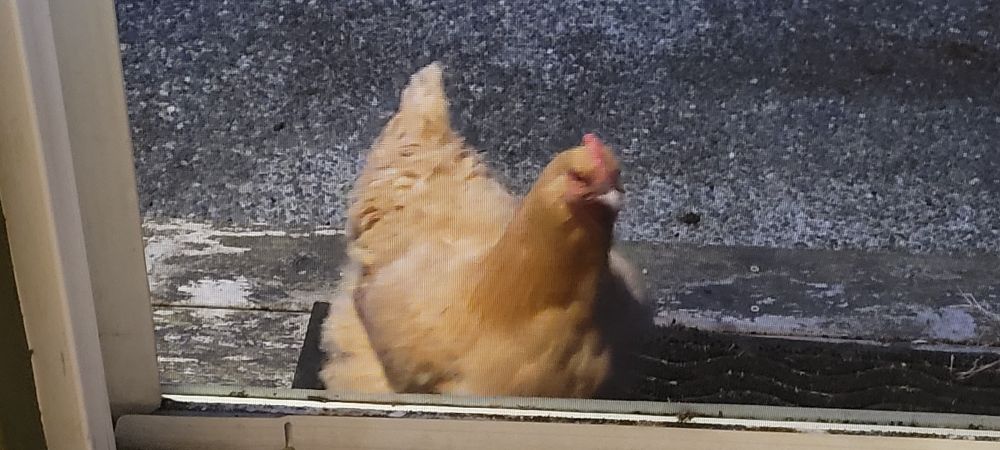 A large light-brown chicken on a porch step, viewed through a sliding screen door. 
