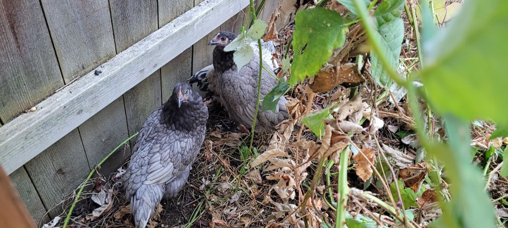 Three small chickens, two dark gray and one white, huddle between a blackberry vine and a wooden fence.