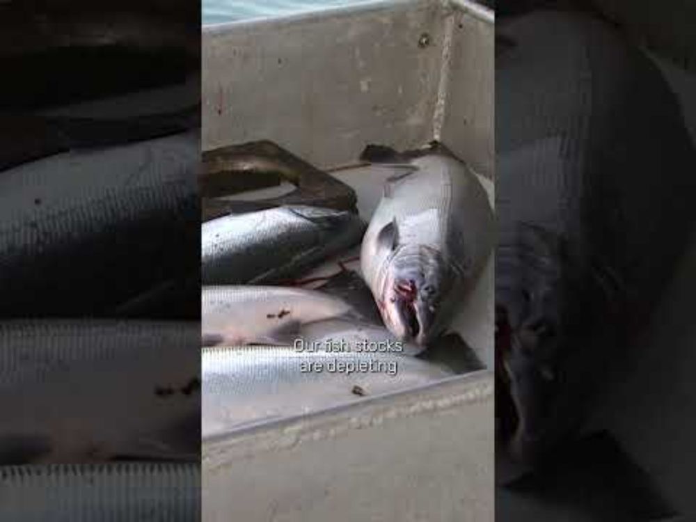 Empty Nets: Big Changes in a Great American Fishery: The Problem
