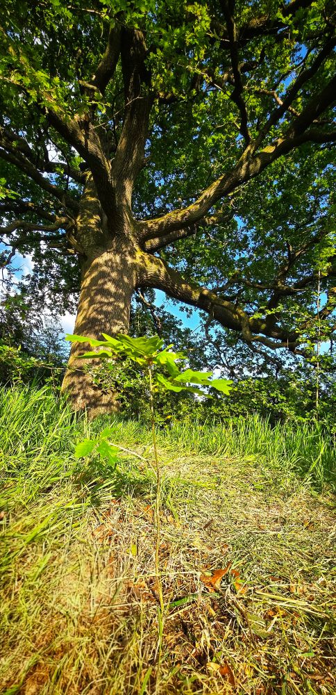 A small oak sapling grows in front of a massive, mature oak tree. The sapling stands in recently cleared grass and bramble, illuminated by late afternoon light. The old oak’s thick, twisting limbs spread wide above, forming a dense canopy.