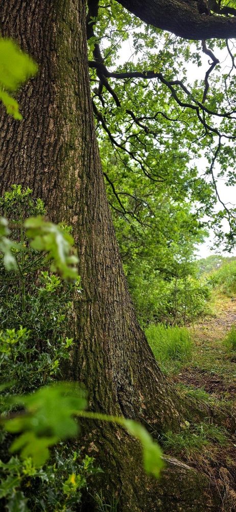 A large, mature oak tree stands beside a winding woodland path. Its thick trunk is gnarled and weathered, with ivy and holly growing at its base. Dappled light filters through the canopy above, casting shadows across the forest floor. The scene is quiet, lush, and ancient.