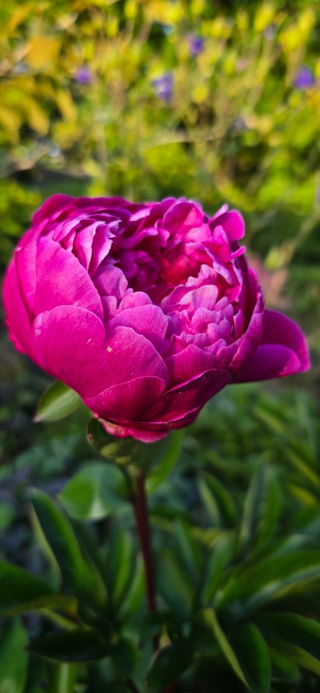 Close-up of a single magenta Paeonia lactiflora flower in full bloom, sharply focused against a softly blurred green and yellow background. The petals are layered and slightly ruffled, with visible texture and light variation. Captured outdoors in natural light.