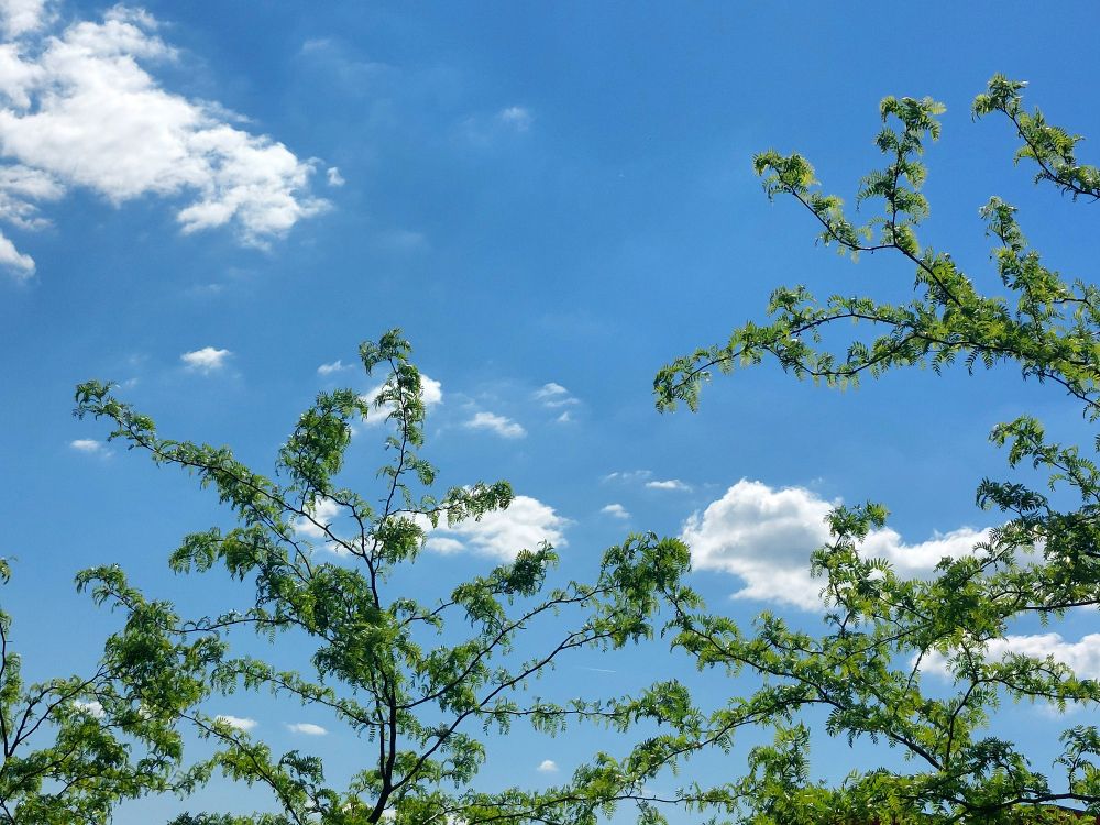 Blue sky with very few small white clouds in the background and tree branches with light green leaves in the front.