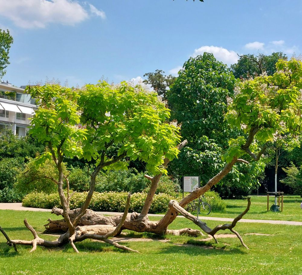 Old tree broken down in several parts that are alive and have green leaves and blooms in them.
