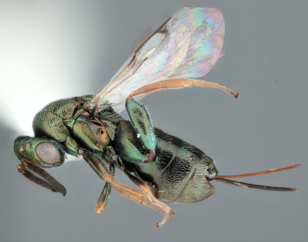 Holotype photo of Monodontomerus verdigris, a green iridescent wasp with a somewhat long ovipositor