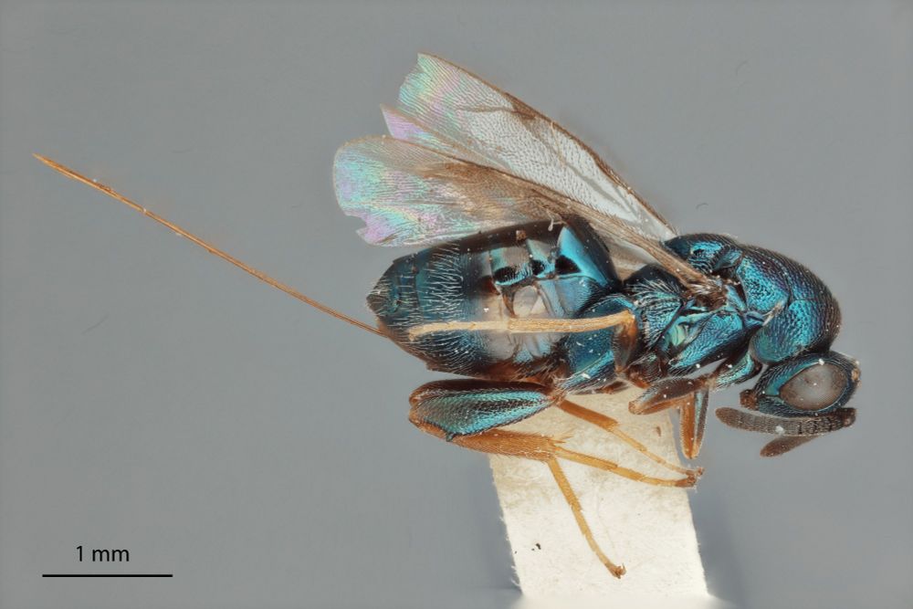 Holotype photo of Monodontomerus rhinokopia, a blue iridescent wasp with a long ovipositor