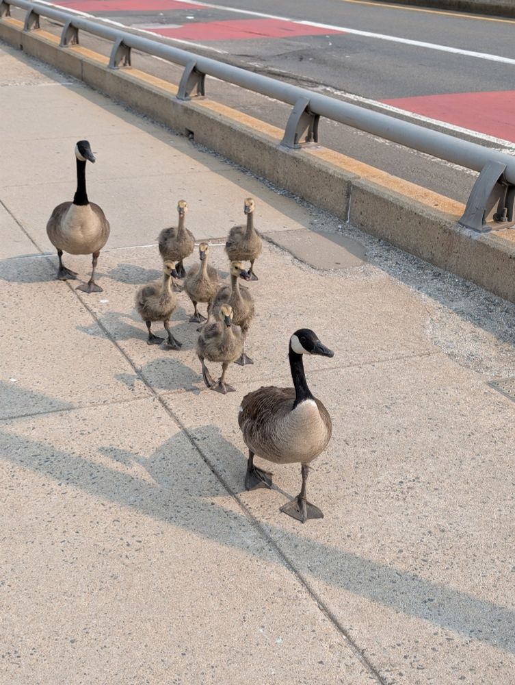 6 juvenile goslings crossing a long sidewalk bridge separated from a road by steel and concrete. The goslings are preceded and tailed by 2 grown geese, presumably parents