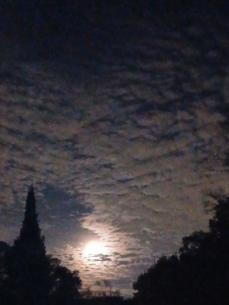 Moon with dramatic clouds nestled between silhouetted trees. 