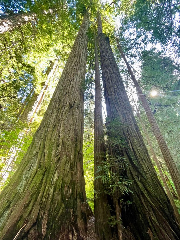Tall redwoods and green forest with sun peaking through the canopy 