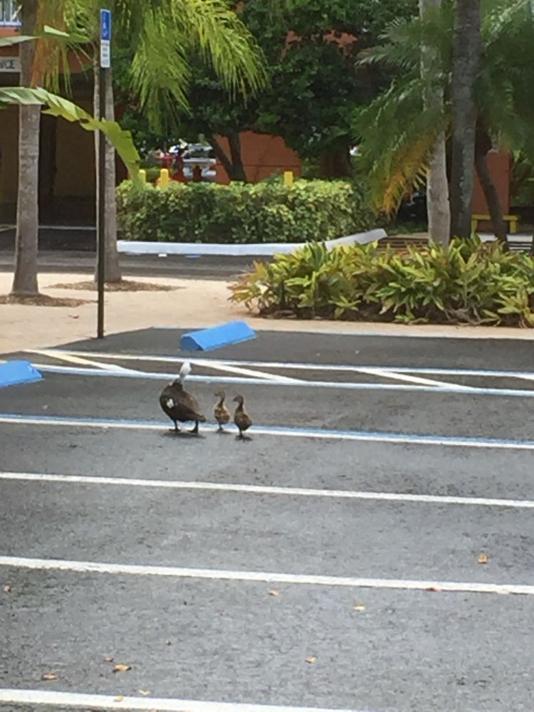 Muskogee mama duck and two ducklings walking across an empty parking lot in south Florida 