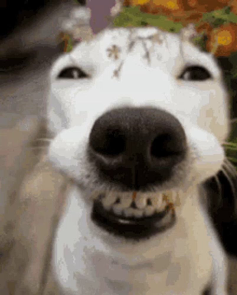 a close up of a dog 's face with a smiley face .