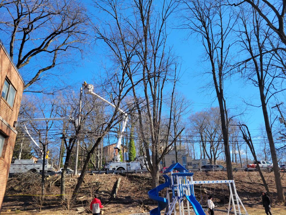 Bare deciduous trees on a ridge with two white bucket trucks working on top of the ridge. Multiple cut trunks are visible on the slope in the middle of the ridge.