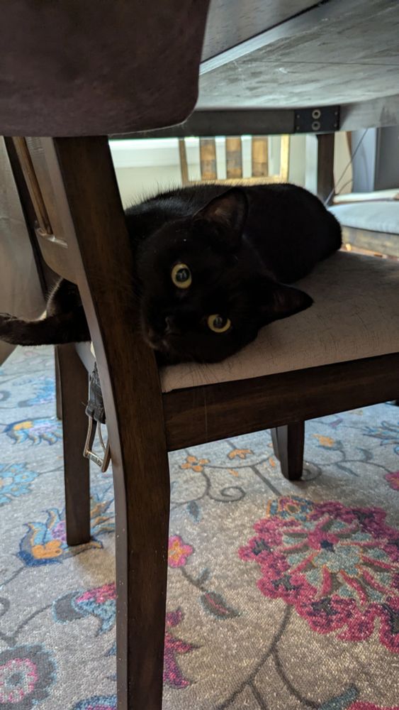 A black car dangles her paw off the edge of a dining room chair. She lays on her side and stares at you, wide-eyed but goofy.