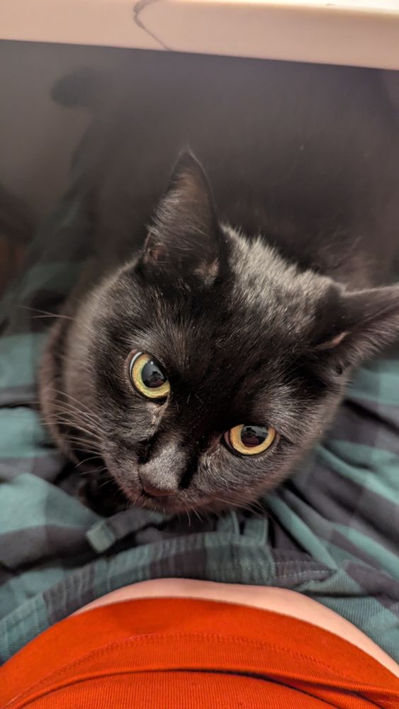 A small black cat sits in a lap. She looks up at the camera with love and hunger in her eyes.