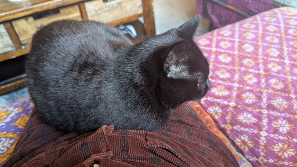 A black cat takes up residence on a brown corduroy skirt.