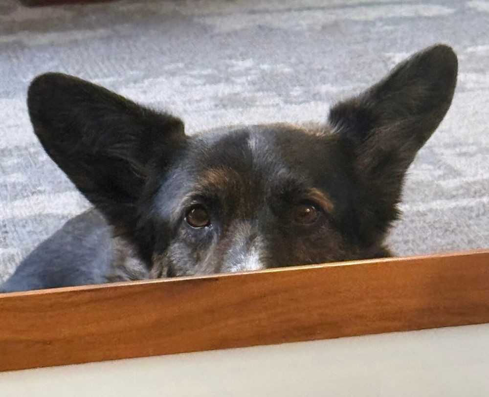 A manipulative corgi stares from under the table at people eating, hoping for scraps 