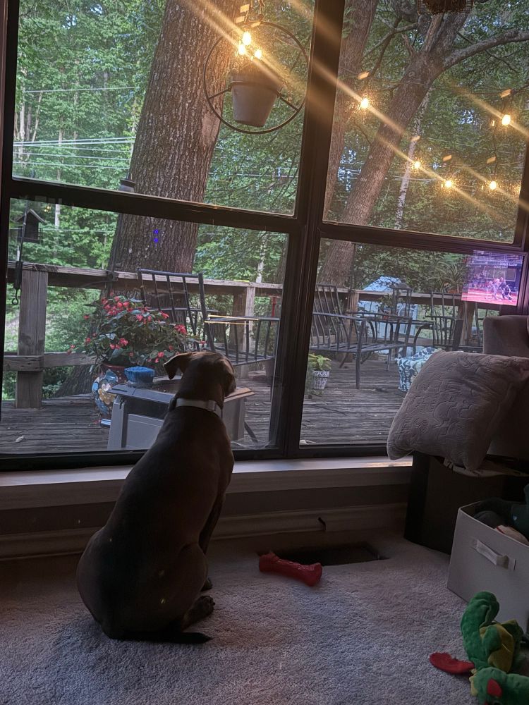 Dog staring out a window