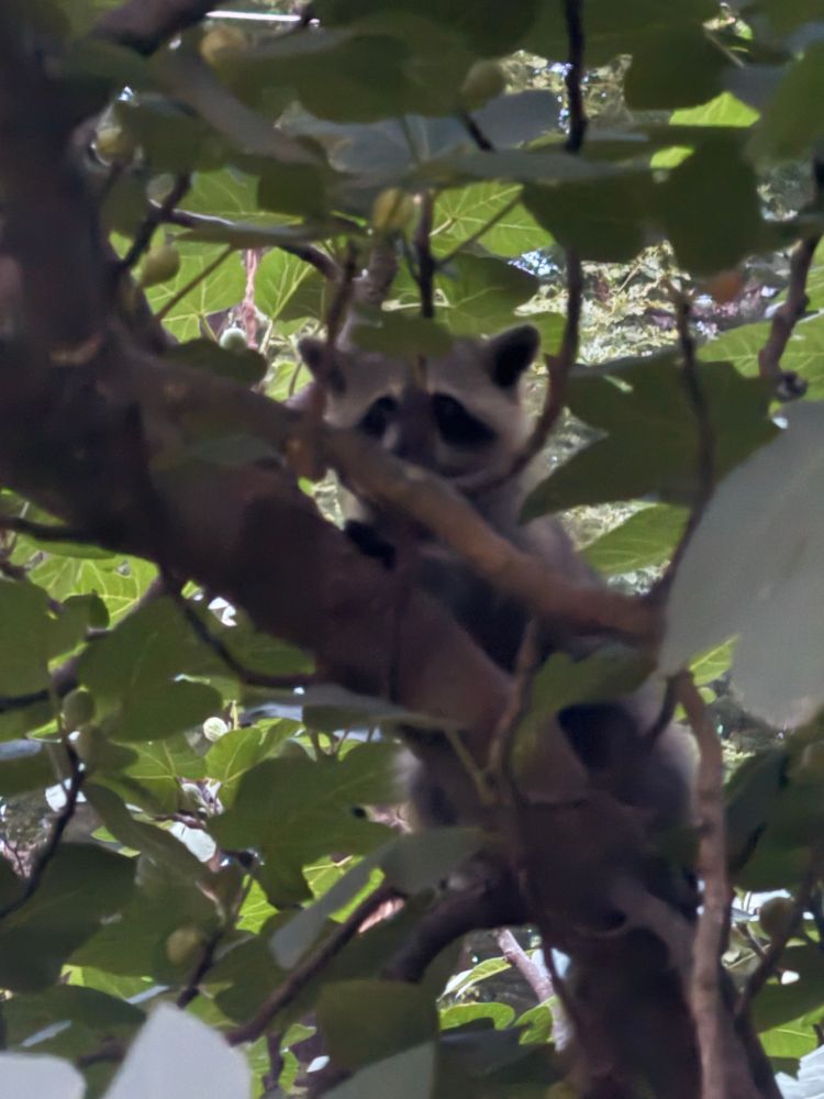 Baby raccoon in fig tree 
