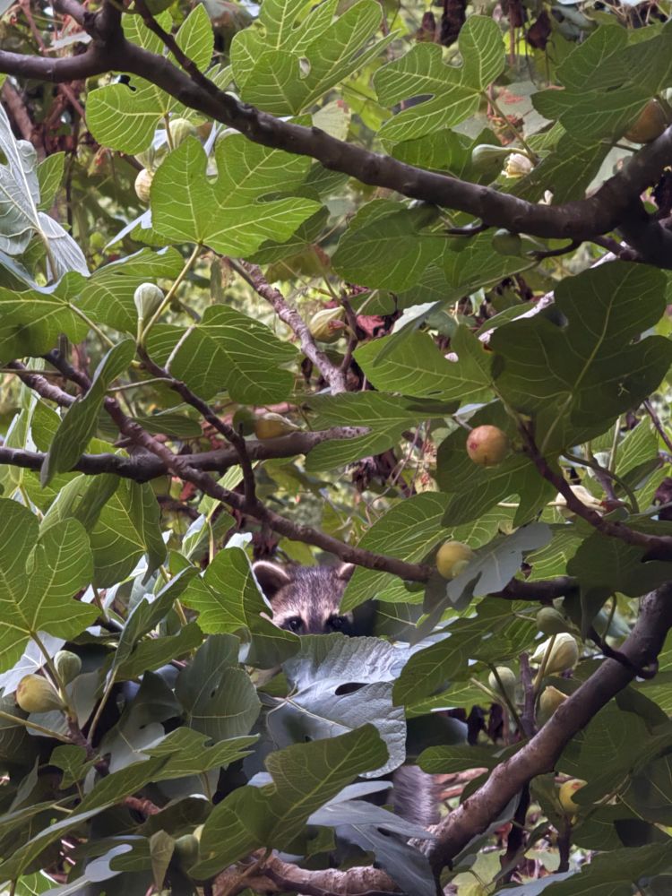 Raccoon eyes peaking over leaves