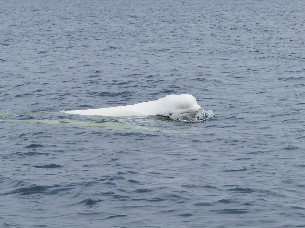 A beluga whale surfacing in the Churchill River estuary, Manitoba.