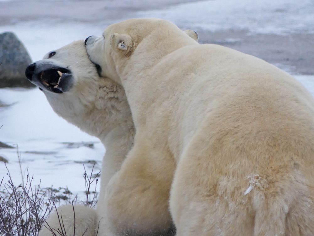 Two polar bears sparring near Churchill, Manitoba.  
