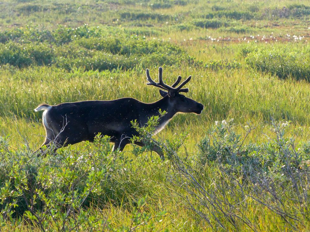 A young male caribou near Churchill, Manitoba. 