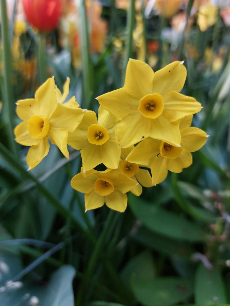 5 Daffodils