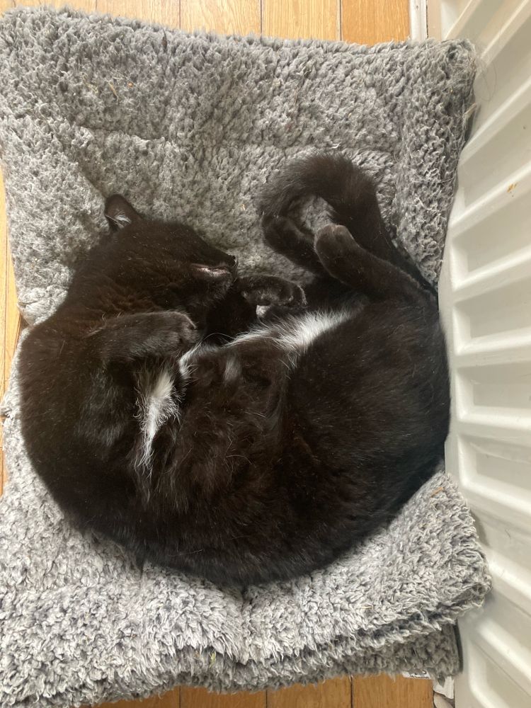 It’s seven years since this little fella came to live with us 🐈‍⬛