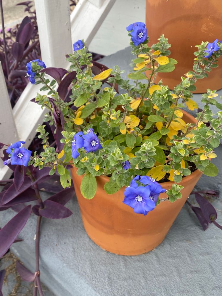 Blue evolvulus blooms with some yellow leaves 
