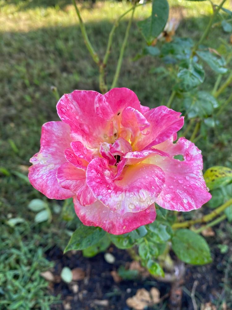 Mottled pink and white rose bloom with some orange in the middle