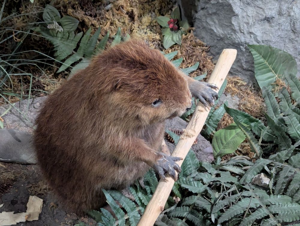 Alaskan rodent deadlifting 