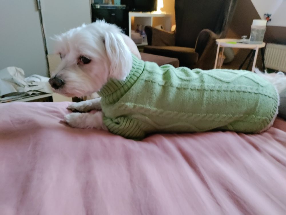 weißer Malteser in hellgrünem Pulli mit Zopfmuster
