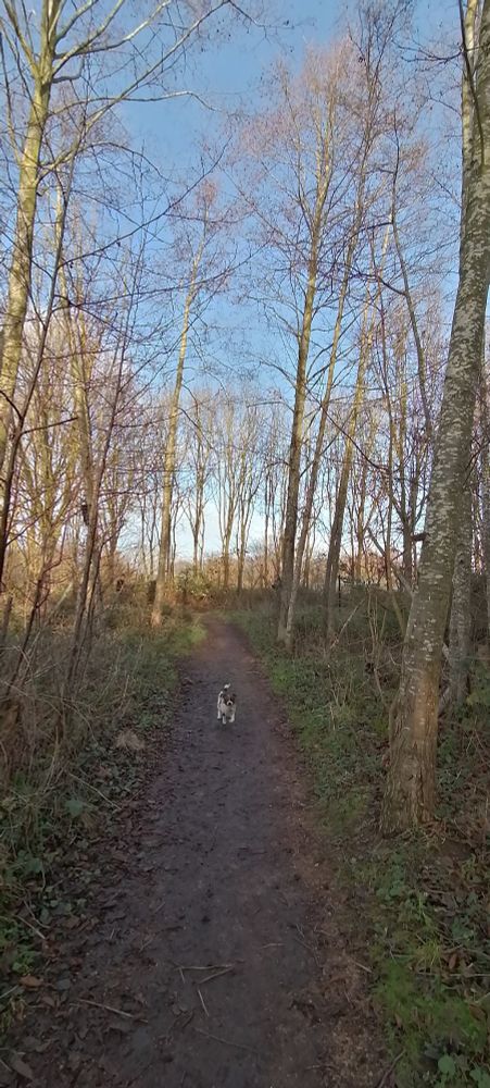 Winter trees and small dog in path