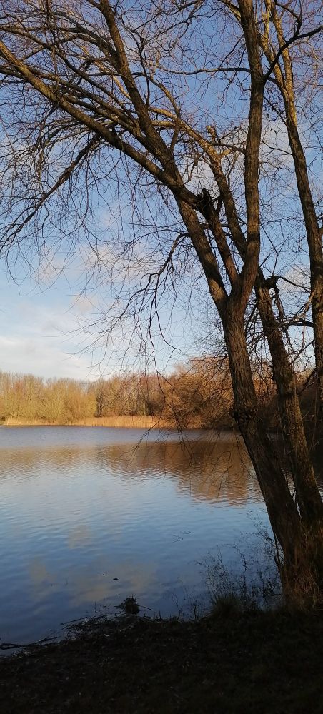 Sunlit winter lake and tree