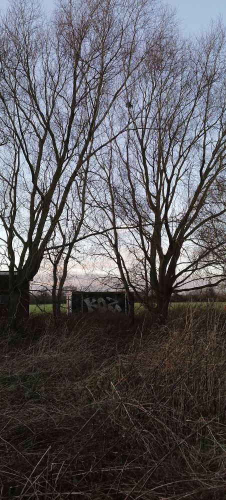 Winter trees and graffiti 
