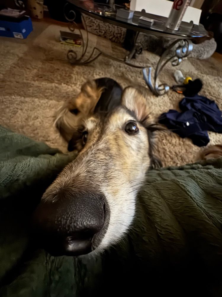 Fish-eye lens view of a silken windhound from the front of his snoot so that it looks extra long